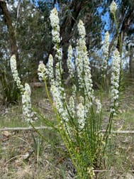 South Gippsland Highway Woodside VIC 3874 - Image 3