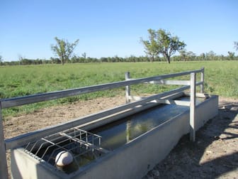 412 ACRES PRIME RIVER GRAZING Dalby QLD 4405 - Image 3