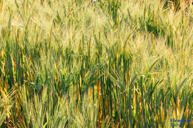 1039 Lone Wilga Road Tottenham NSW 2873 - Image 3
