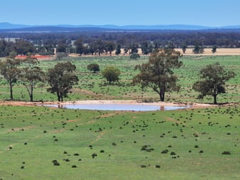 'Mentone' 1521 Bruie Plains Road Trundle NSW 2875 - Image 2