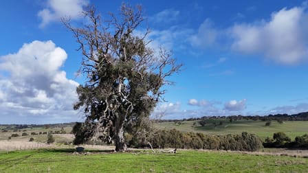 Lot 2 Old Bull Creek Rd Strathalbyn SA 5255 - Image 3