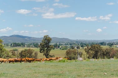 247 Leeches Gully Road Tenterfield NSW 2372 - Image 2