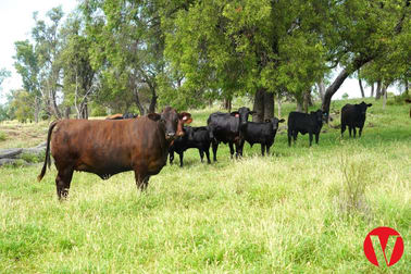 314 Minkadell Road Roma QLD 4455 - Image 2