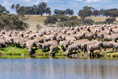 6690 Newell Highway Gowang NSW 2357 - Image 1