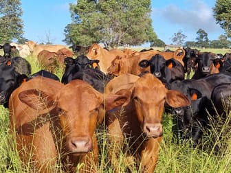 Lot 125 Mount McEuen Road, Mount McEuen Wondai QLD 4606 - Image 1
