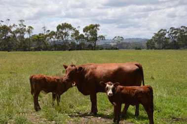 770 Buffalo-Stony Creek Road Stony Creek VIC 3957 - Image 3