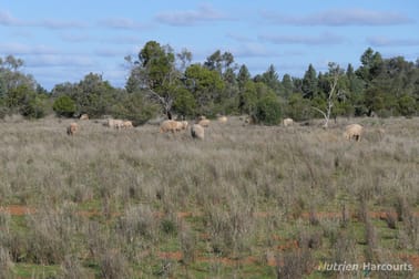 Shearlegs/31780 Kidman Way Nymagee NSW 2831 - Image 2