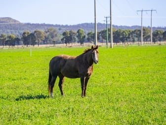 'Meadow Bank' 104 Morrison Bridge Rd Cowra NSW 2794 - Image 2