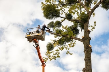 Gardening  business for sale in Townsville City - Image 1