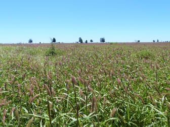 "Bonavista" 13724 Mitchell - St George road Roma QLD 4455 - Image 2
