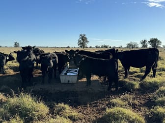 Sandhurst/3769 Quambone Rd Coonamble NSW 2829 - Image 3
