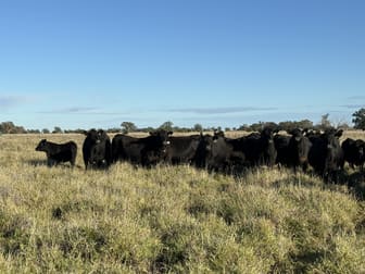 Sandhurst/3769 Quambone Rd Coonamble NSW 2829 - Image 1