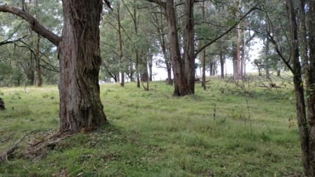 1465-1563 Billirimba Road Tenterfield NSW 2372 - Image 3