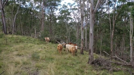 1465-1563 Billirimba Road Tenterfield NSW 2372 - Image 1