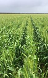 Lot 308 Burton Road Ambania WA 6632 - Image 2