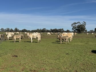 701 Pretty Pine Road Deniliquin NSW 2710 - Image 2