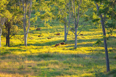 6 Eel Creek Road Langshaw QLD 4570 - Image 1