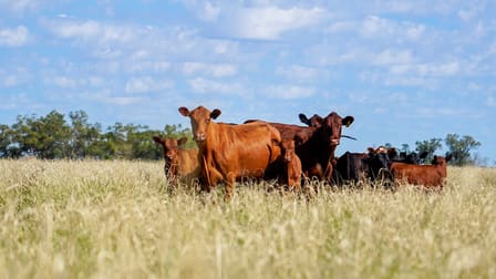 Coonamble NSW 2829 - Image 1
