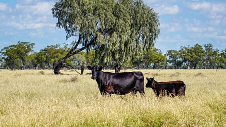 Coonamble NSW 2829 - Image 3