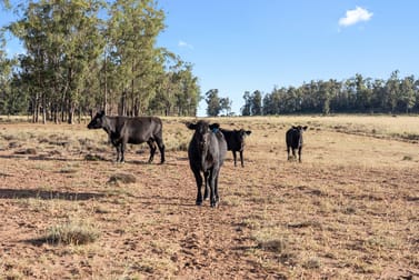 349 Boondandilla Road Bulli Creek QLD 4357 - Image 1