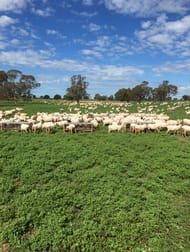 513 Condobolin - Trundle Road Trundle NSW 2875 - Image 3