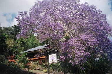 823 Tomewin Mountain Rd Currumbin Valley QLD 4223 - Image 1
