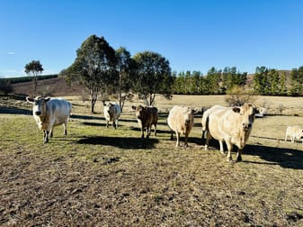 233 Logans Road Tumbarumba NSW 2653 - Image 3