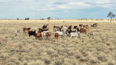 5075 Cramsie Muttaburra Road Longreach QLD 4730 - Image 2