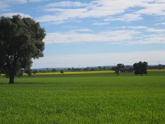 1371 Sandigo Road Boree Creek NSW 2652 - Image 1