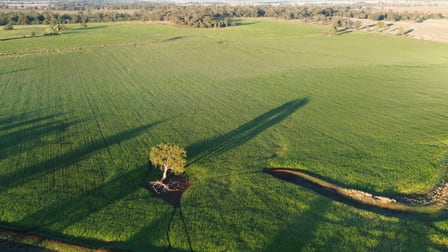 Tandarrah 2396 Boorr Hill Road Trundle NSW 2875 - Image 2
