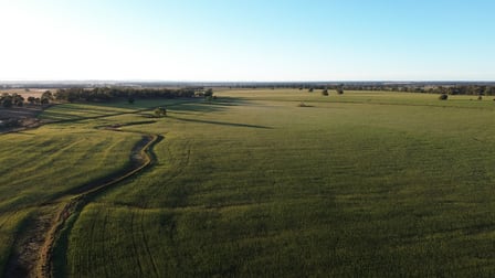 Tandarrah 2396 Boorr Hill Road Trundle NSW 2875 - Image 3