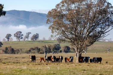 1404 Snowy Mountains Highway Tumut NSW 2720 - Image 3