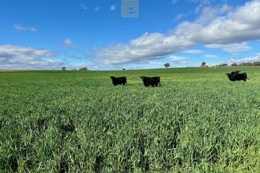 3744 Purlewaugh Road Purlewaugh NSW 2357 - Image 2