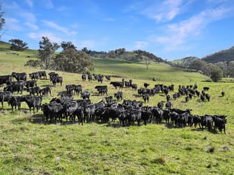 1609 Pages Creek Road Road Scone NSW 2337 - Image 3