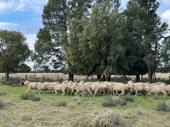 281 Gobondery Road Tullamore NSW 2874 - Image 3