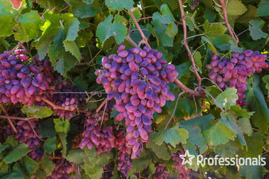 344 Fifth Street Merbein VIC 3505 - Image 2