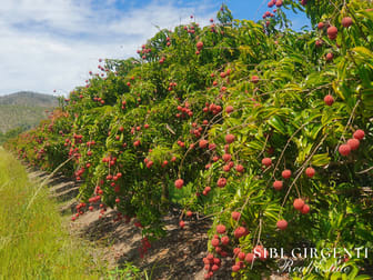 403 Springmount Road Mutchilba QLD 4872 - Image 1