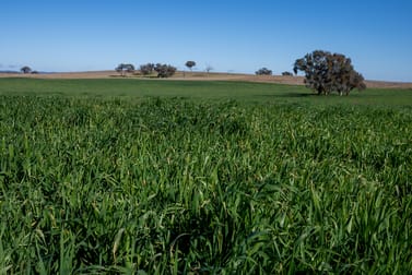 1455 Euchareena Road Molong NSW 2866 - Image 1