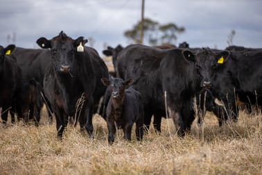 4248 Pinkett Road Red Range NSW 2370 - Image 1