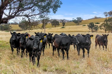 Lot 289 Garryowen Road Binalong NSW 2584 - Image 3