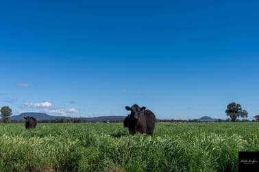 88 Orange Grove Road Gunnedah NSW 2380 - Image 3