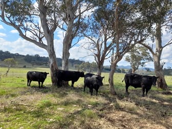 2625 Bylong Valley Way Rylstone NSW 2849 - Image 3