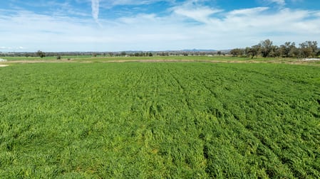 88 Lower Somerton Road Attunga NSW 2345 - Image 1