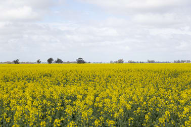 Mount Pleasant Road Minyip VIC 3392 - Image 1