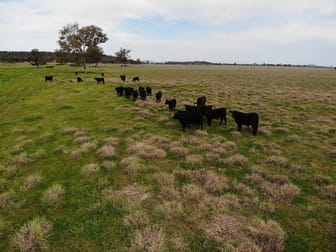 337 Booloocooroo Road Gunnedah NSW 2380 - Image 3