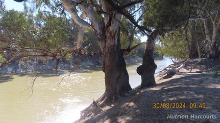 * SALTBUSH, 2389 Curranyalpa Road Tilpa NSW 2840 - Image 2