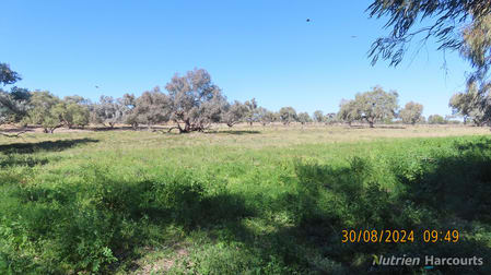 * SALTBUSH, 2389 Curranyalpa Road Tilpa NSW 2840 - Image 3