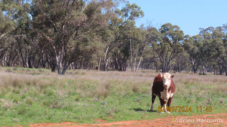 * Needlewood Nymagee NSW 2831 - Image 1