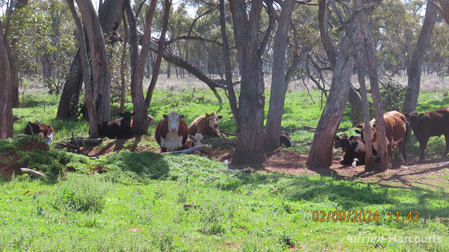 * Needlewood Nymagee NSW 2831 - Image 3