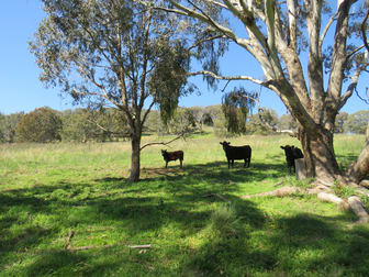 "Oakleigh" Nundle Creek Road Nundle NSW 2340 - Image 2